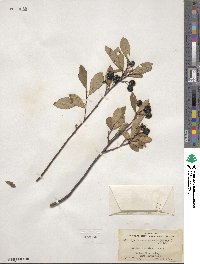 Aronia melanocarpa image