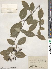 Aronia melanocarpa image