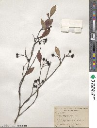 Aronia melanocarpa image