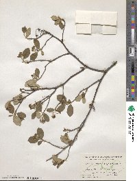 Aronia melanocarpa image