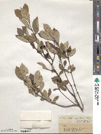 Aronia melanocarpa image