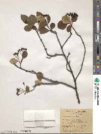 Aronia melanocarpa image