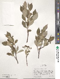 Aronia melanocarpa image