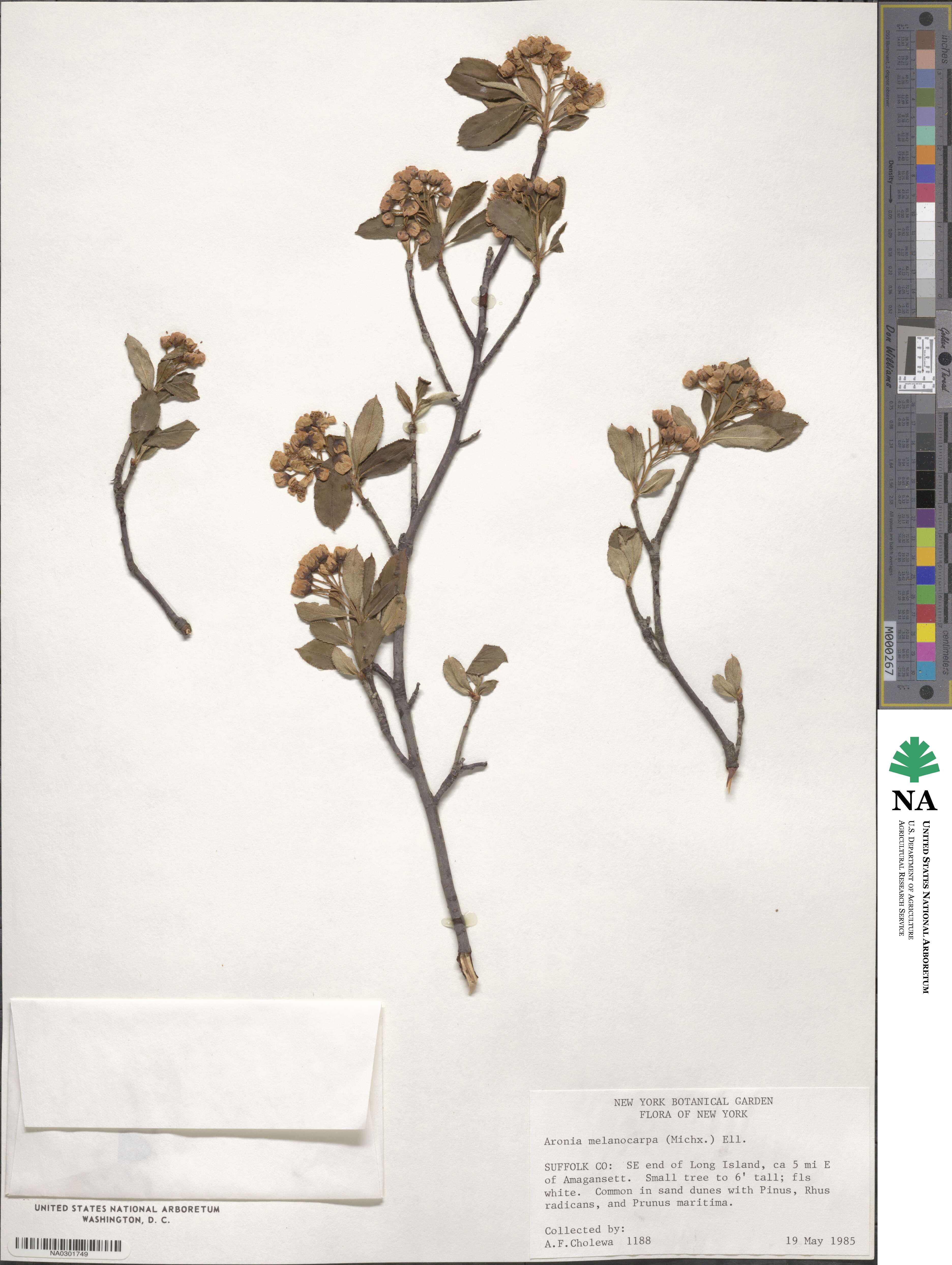 Aronia melanocarpa image