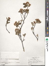 Aronia melanocarpa image