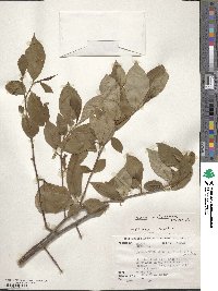 Aronia melanocarpa image