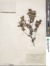 Aronia melanocarpa image