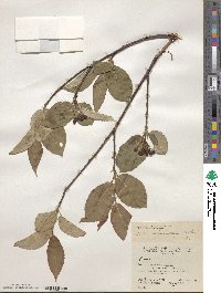 Aronia melanocarpa image