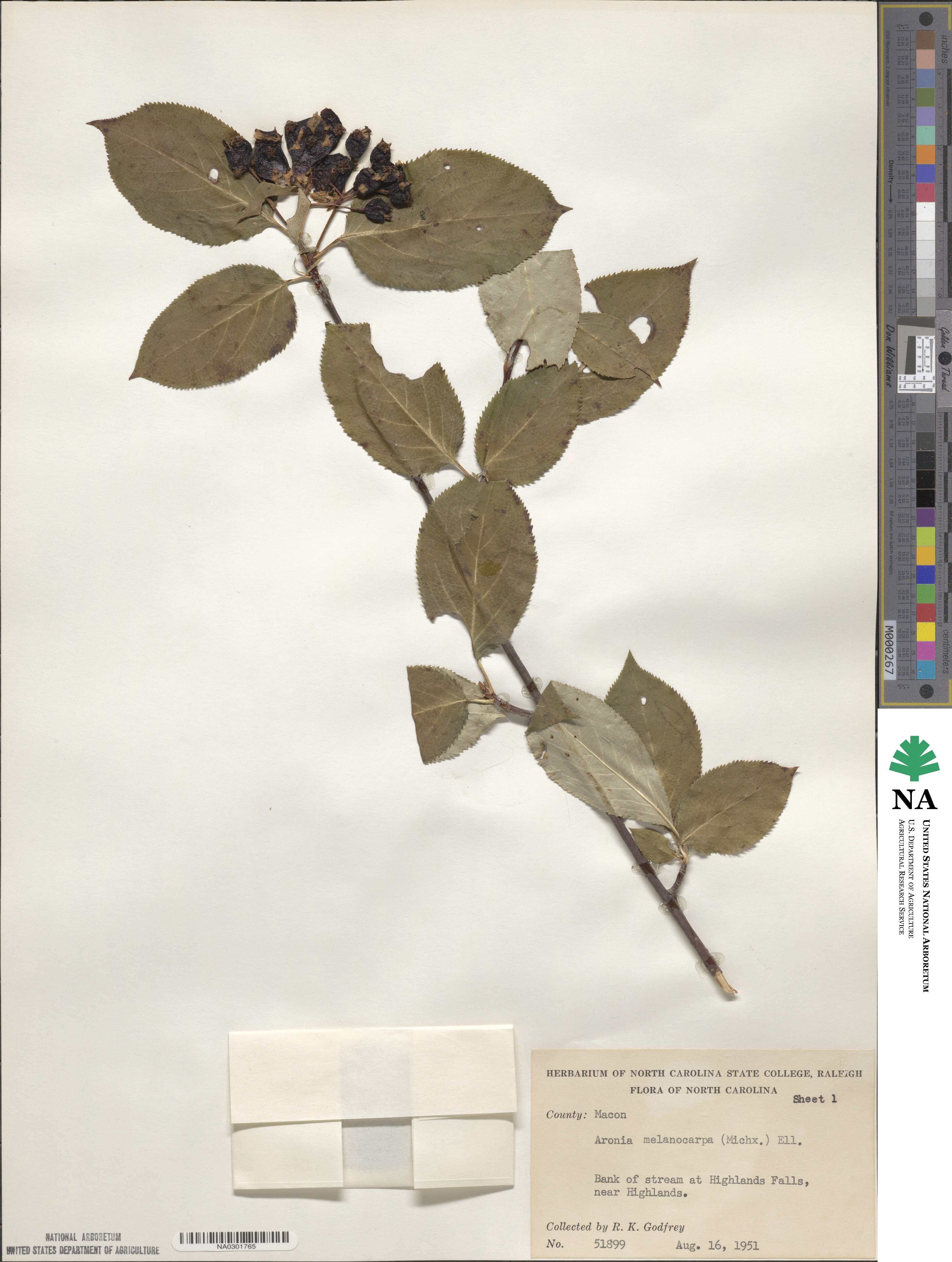 Aronia melanocarpa image