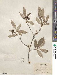 Aronia melanocarpa image