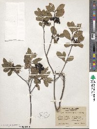 Aronia melanocarpa image