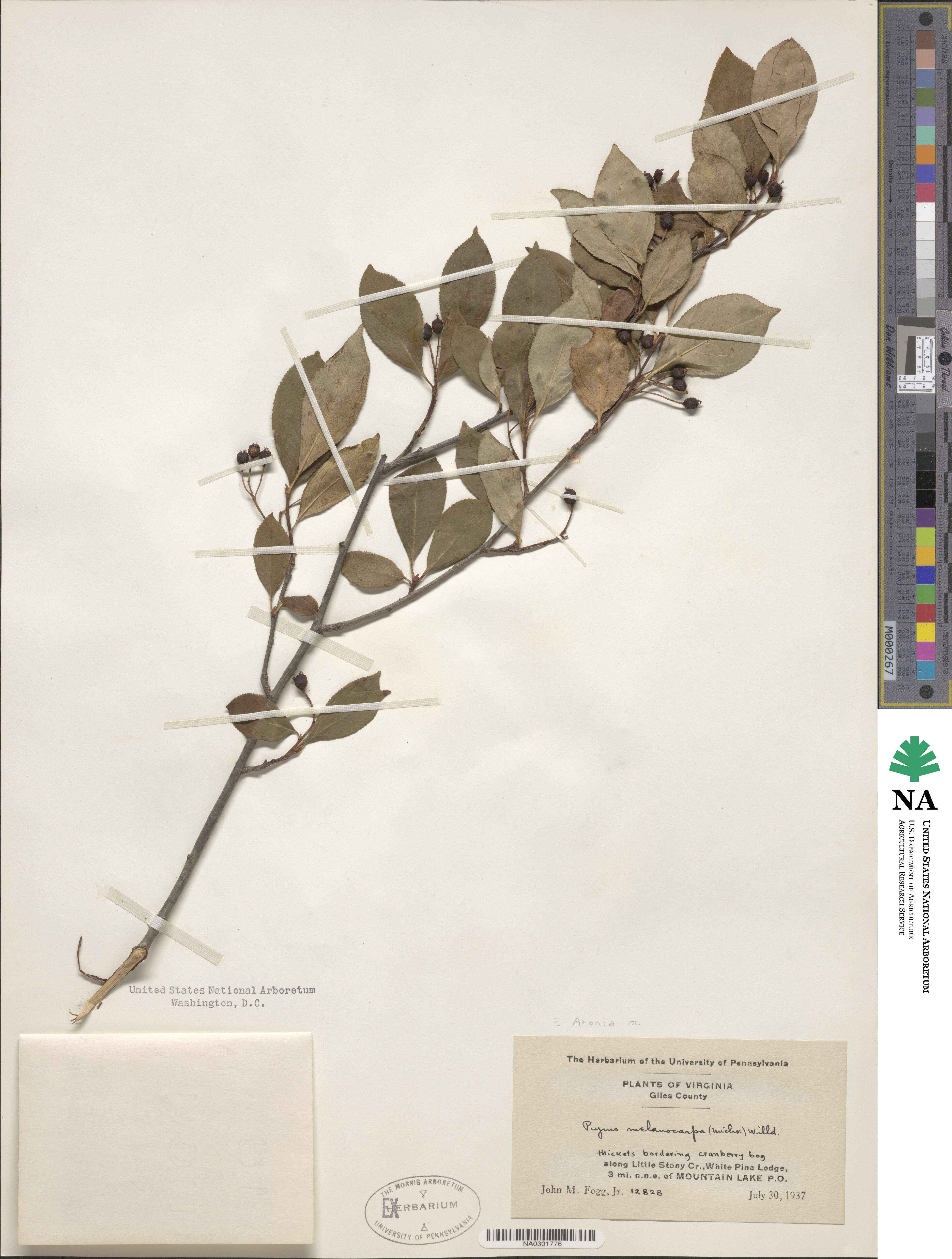 Aronia image