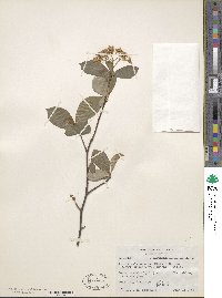 Aronia melanocarpa image