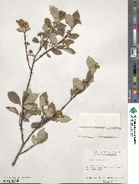 Aronia melanocarpa image