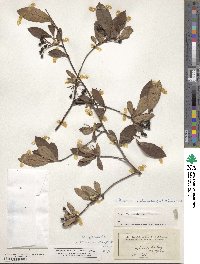 Aronia melanocarpa image