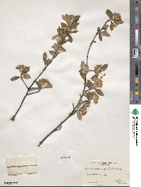 Aronia melanocarpa image