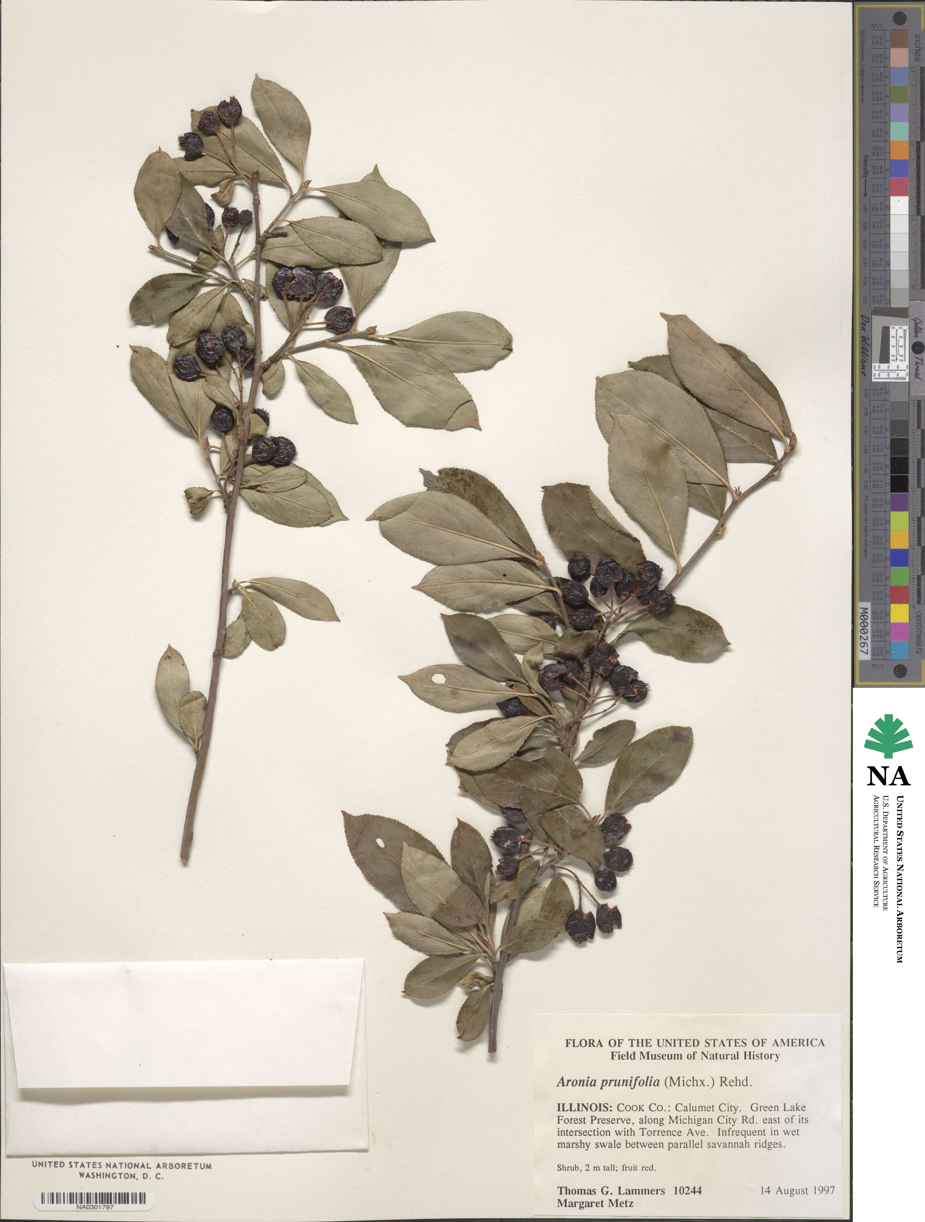 Photinia floribunda image