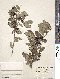 Photinia floribunda image