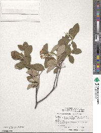 Aronia arbutifolia image