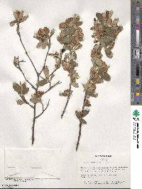 Aronia arbutifolia image