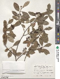 Aronia arbutifolia image