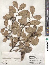 Aronia arbutifolia image