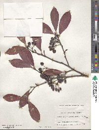 Aronia arbutifolia image