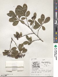 Aronia arbutifolia image