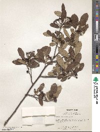 Aronia arbutifolia image