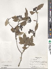 Aronia arbutifolia image