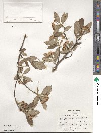 Aronia arbutifolia image