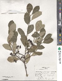 Aronia arbutifolia image