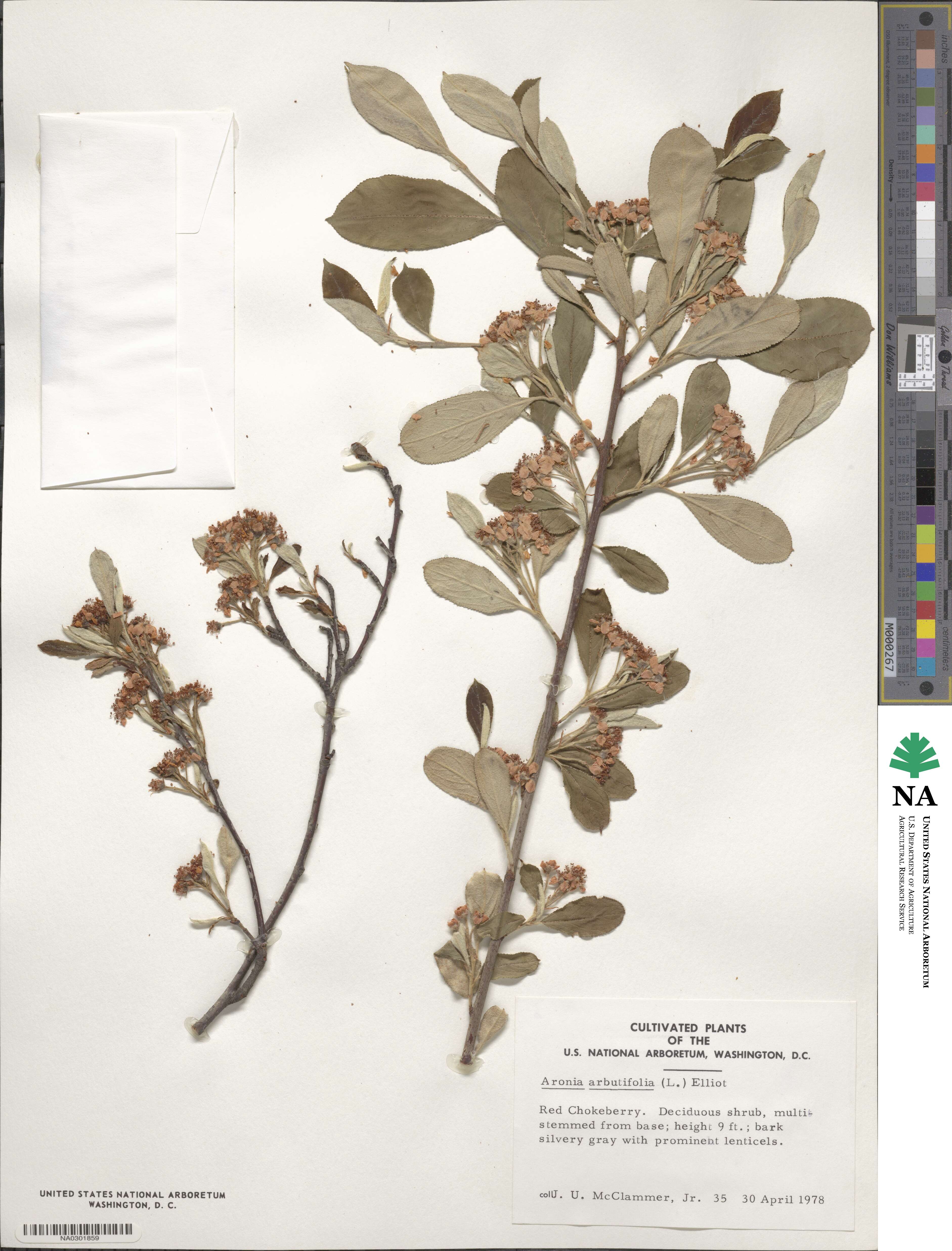 Aronia arbutifolia image