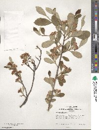 Aronia arbutifolia image