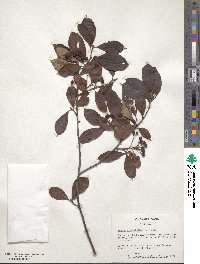 Aronia arbutifolia image