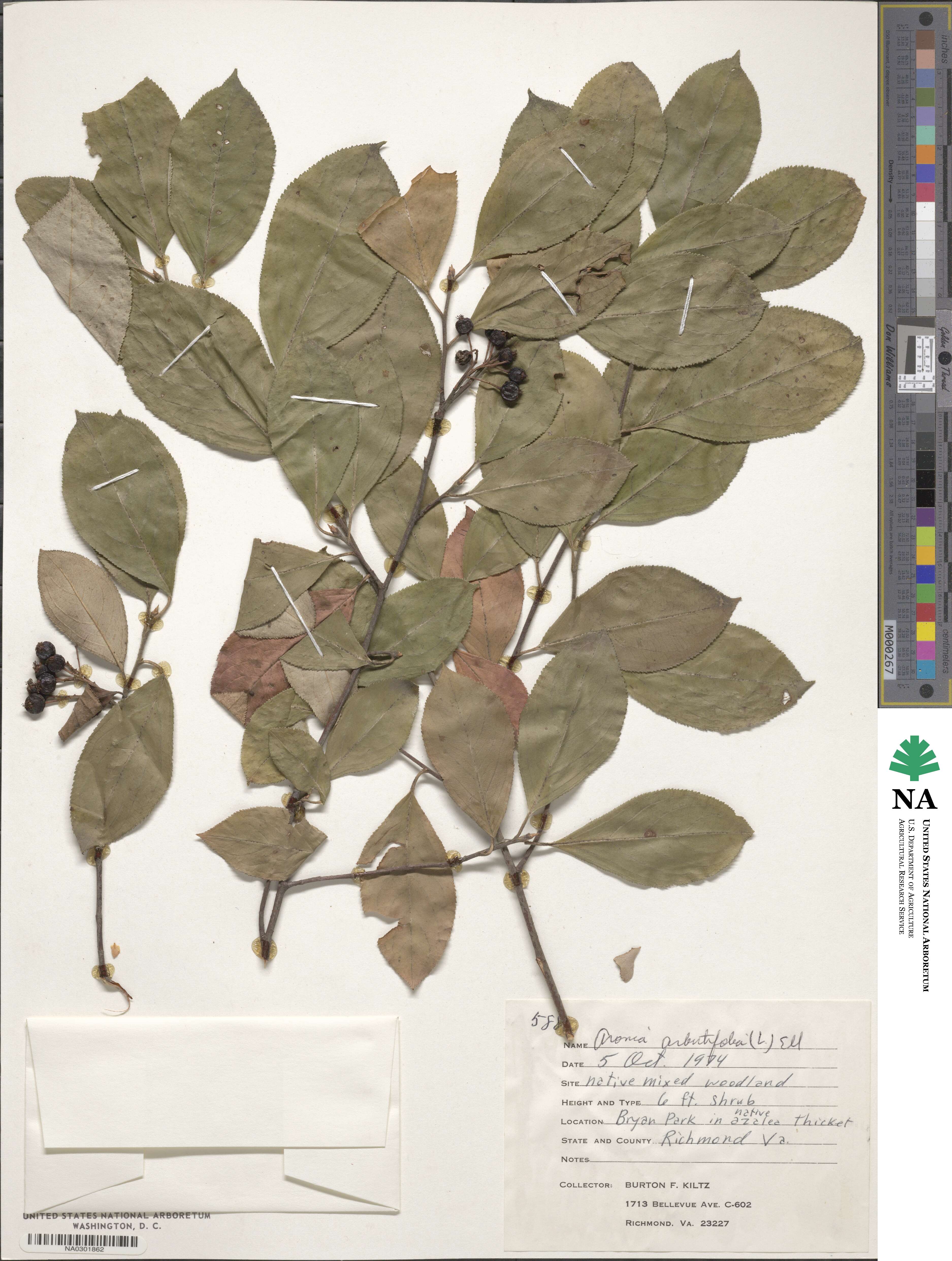 Aronia arbutifolia image