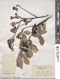 Aronia arbutifolia image