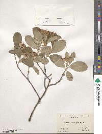 Aronia arbutifolia image