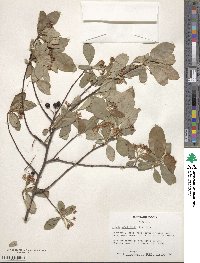 Aronia arbutifolia image