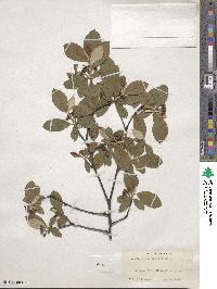 Aronia arbutifolia image