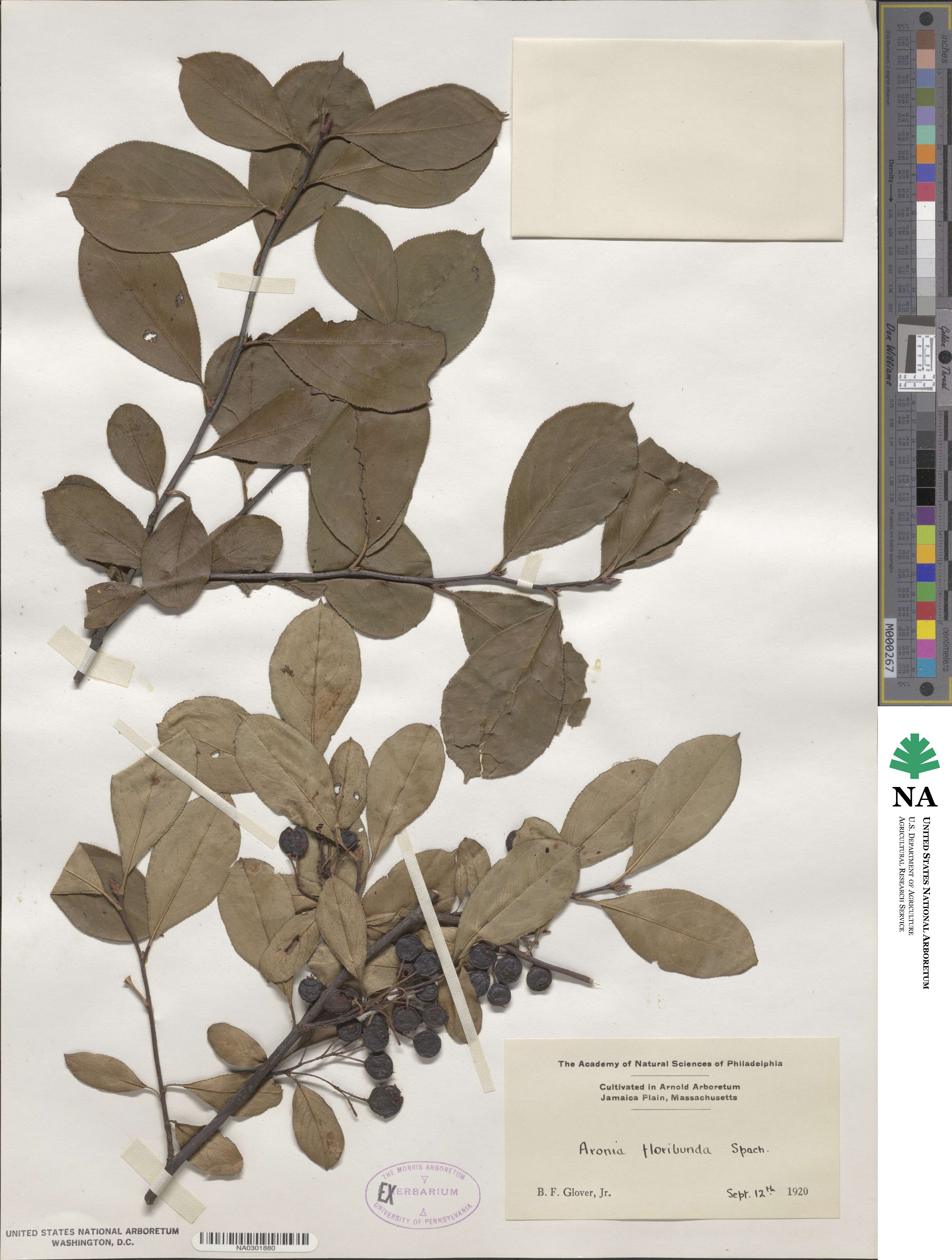 Aronia floribunda image