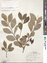 Aronia melanocarpa image