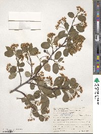 Aronia melanocarpa image