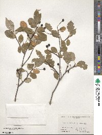 Aronia melanocarpa image