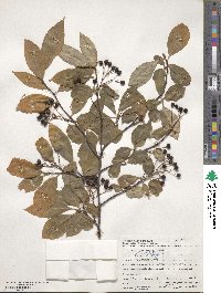 Aronia melanocarpa image