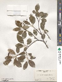 Aronia melanocarpa image