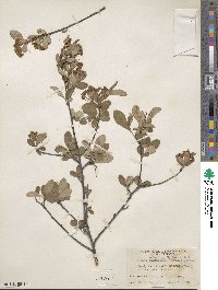 Aronia melanocarpa image