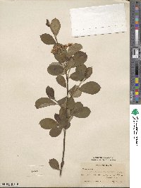 Aronia melanocarpa image