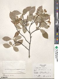 Aronia melanocarpa image