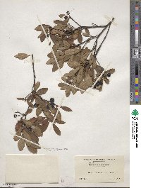 Aronia melanocarpa image